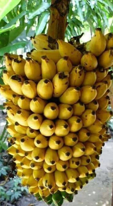 Kelar sára (Banana Branch)